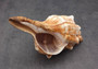 Large Fox Shell Fasciolaria Trapezium (1 shell approx. 5-6 inches) 1 shell with varying shades of white, orange and brown. Copyright 2022 SeaShellSupply.com.
