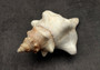 Large Fox Shell Fasciolaria Trapezium (1 shell approx. 5-6 inches) 1 shell with varying shades of white, orange and brown. Copyright 2022 SeaShellSupply.com.