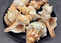 Large Fox Shell Fasciolaria Trapezium (1 shell approx. 5-6 inches) 1 shell with varying shades of white, orange and brown. Copyright 2022 SeaShellSupply.com.