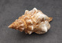 Large Fox Shell Fasciolaria Trapezium (1 shell approx. 5-6 inches) 1 shell with varying shades of white, orange and brown. Copyright 2022 SeaShellSupply.com.