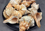 Large Fox Shell Fasciolaria Trapezium (1 shell approx. 5-6 inches) 1 shell with varying shades of white, orange and brown. Copyright 2022 SeaShellSupply.com.