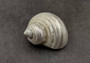 Pearlized Jade Turbo Shell - Turbo Burgessi - (2 shells approx. 2 inches) on dark background. Copyright 2024 SeaShellSupply.com.