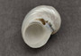 Pearlized Jade Turbo Shell - Turbo Burgessi - (2 shells approx. 2 inches) on dark background. Copyright 2024 SeaShellSupply.com.