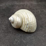 Photo of Pearlized Jade Turbo Shell Turbo Burgessi on a dark background. Reflective white shell. Copyright 2026 SeashellSupply.com