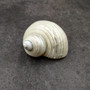 Photo of Pearlized Jade Turbo Shell Turbo Burgessi on a dark background. Reflective white shell. Copyright 2026 SeashellSupply.com