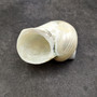 Photo of Pearlized Jade Turbo Shell Turbo Burgessi on a dark background. Reflective white shell. Copyright 2024 SeashellSupply.com