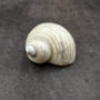 Photo of Pearlized Jade Turbo Shell Turbo Burgessi on a dark background. Reflective white shell. Copyright 2026 SeashellSupply.com