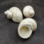 Photo of Pearlized Jade Turbo Shell Turbo Burgessi on a dark background. Reflective white shell. Copyright 2026 SeashellSupply.com