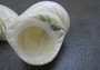 Pearlized Jade Turbo - Turbo Burgessi - (2 shells approx. 2.5 inches)