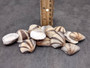 Striped Clam Shells (15 shells approx. 1.25+ inches) Clam shells great for collecting display and coastal crafting. Striped bunching of triangular shells. Copy right 2024 SeaShellSupply.com
