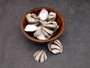 Striped Clam Shells (15 shells approx. 1.25+ inches) Clam shells great for collecting display and coastal crafting. Striped bunching of triangular shells. Copy right 2024 SeaShellSupply.com