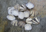 Striped Clam Shells - (15 shells, approx. 1.5 inches)