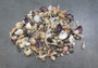 Extra Small Drilled Seashells (approx. 1 cup 180+ shells 0.5+ inch) Perfect shells for coastal crafting and collections!