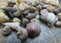 Extra Small Drilled Seashells - (1 cup approx. 180-200 shells .5-1 inch)