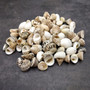 Small Assorted Drilled Seashells Mix (approx. 1 cup +/-85 shells 0.5+ inch) Mixed Drill Shell Assortment for jewelry crafting & art!