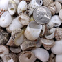 Small Assorted Drilled Seashells Mix (approx. 1 cup +/-85 shells 0.5+ inch) Mixed Drill Shell Assortment for jewelry crafting & art! Copyright 2026 SeaShellSupply.com.