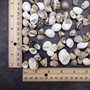 Small Assorted Drilled Seashells Mix (approx. 1 cup +/-85 shells 0.5+ inch) Mixed Drill Shell Assortment for jewelry crafting & art!