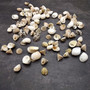 Small Assorted Drilled Seashells Mix (approx. 1 cup +/-85 shells 0.5+ inch) Mixed Drill Shell Assortment for jewelry crafting & art!