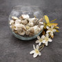 Small Assorted Drilled Seashells Mix (approx. 1 cup +/-85 shells 0.5+ inch) Mixed Drill Shell Assortment for jewelry crafting & art!