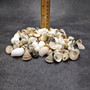 Small Assorted Drilled Seashells Mix (approx. 1 cup +/-85 shells 0.5+ inch) Mixed Drill Shell Assortment for jewelry crafting & art!