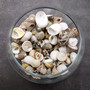 Small Assorted Drilled Seashells Mix (approx. 1 cup +/-85 shells 0.5+ inch) Mixed Drill Shell Assortment for jewelry crafting & art!