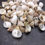 Small Assorted Drilled Seashells Mix (approx. 1 cup +/-85 shells 0.5+ inch) Mixed Drill Shell Assortment for jewelry crafting & art!