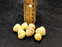 Yellow Banded Snail (7 shells approx. 0.75+ inches) Most adorable snail shell for any coastal collection or display! Pastel yellow and brown spiral stripped shell. Copyright 2025 SeaShellSupply.com.