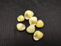 Yellow Banded Snail (7 shells approx. 0.75+ inches) Most adorable snail shell for any coastal collection or display! Pastel yellow and brown spiral stripped shell. Copyright 2025 SeaShellSupply.com.