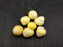 Yellow Banded Snail (7 shells approx. 0.75+ inches) Most adorable snail shell for any coastal collection or display! Pastel yellow and brown spiral stripped shell. Copyright 2025 SeaShellSupply.com.