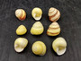 Yellow Banded Snail (7 shells approx. 0.75+ inches) Most adorable snail shell for any coastal collection or display! Pastel yellow and brown spiral stripped shell. Copyright 2025 SeaShellSupply.com.