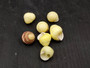 Yellow Banded Snail (7 shells approx. 0.75+ inches) Most adorable snail shell for any coastal collection or display! Pastel yellow and brown spiral stripped shell. Copyright 2025 SeaShellSupply.com.