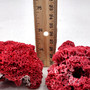Red Pipe Organ Coral Fragment Tubipora Musica (1 coral approx. 2+ inches) Reddish Coral Chunk Piece for display crafts art & decoration! Copyright 2026 SeaShellSupply.com.