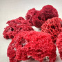 Red Pipe Organ Coral Fragment Tubipora Musica (1 coral approx. 2+ inches) Reddish Coral Chunk Piece for display crafts art & decoration! Copyright 2026 SeaShellSupply.com.