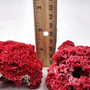 Red Pipe Organ Coral Fragment Tubipora Musica (1 coral approx. 2+ inches) Reddish Coral Chunk Piece for display crafts art & decoration! Copyright 2026 SeaShellSupply.com.