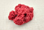 Red Pipe Organ Coral Tubipora Musica (1 coral approx. 3+ inches) Copyright 2024 SeashellSupply.com