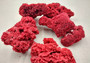 Red Pipe Organ Coral Tubipora Musica (1 coral approx. 3+ inches) Copyright 2024 SeashellSupply.com