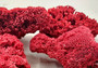 Red Pipe Organ Coral Tubipora Musica (1 coral approx. 3+ inches) Copyright 2024 SeashellSupply.com