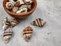King Crown Conch Seashells Melongena Corona (2 shells approx. 2.5+ inches) Conch shell great for coastal crafting display & collections. Striped bunching of spiral shells. Copy right 2024 SeaShellSupply.com