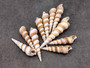 Purple Turitella Seashells Turitella Terebra (10 Shells approx. 2.5+ inches) Adorable shell for any coastal collection crafting & display! Tan and brown spiral shells. Copy right 2024 SeaShellSupply.com Purple Turitella Seashells Turitella Terebra (10 Shells approx. 2.5+ inches) Adorable shell for any coastal collection crafting & display! Tan and brown spiral shells. Copy right 2024 SeaShellSupply.com