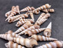 Purple Turitella Seashells Turitella Terebra (10 Shells approx. 2.5+ inches) Adorable shell for any coastal collection crafting & display! Tan and brown spiral shells. Copy right 2024 SeaShellSupply.com