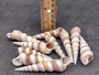 Purple Turitella Seashells Turitella Terebra (10 Shells approx. 2.5+ inches) Adorable shell for any coastal collection crafting & display! Tan and brown spiral shells. Copy right 2024 SeaShellSupply.com