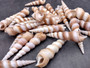 Purple Turitella Seashells Turitella Terebra (10 Shells approx. 2.5+ inches) Adorable shell for any coastal collection crafting & display! Tan and brown spiral shells. Copy right 2024 SeaShellSupply.com
