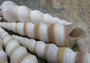 Purple Turitella - Turitella Terebra - (10 Shells approx. 2.5-3.5 inches)