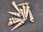 Purple Turitella Seashells Turitella Terebra (10 Shells approx. 2.5+ inches) Adorable shell for any coastal collection crafting & display! Tan and brown spiral shells. Copy right 2024 SeaShellSupply.com Purple Turitella Seashells Turitella Terebra (10 Shells approx. 2.5+ inches) Adorable shell for any coastal collection crafting & display! Tan and brown spiral shells. Copy right 2024 SeaShellSupply.com