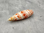 Polished Episcopal Miter Seashell Mitra Mitra (1 shell approx. 3.25+ inches) Perfect shells for coastal crafting and collections! Spiral orange and white spotted shell. Copy right 2024 SeaShellSupply.com\n
