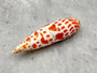 Polished Episcopal Miter Seashell Mitra Mitra (1 shell approx. 3.25+ inches) Perfect shells for coastal crafting and collections! Spiral orange and white spotted shell. Copy right 2024 SeaShellSupply.com\n
