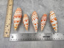 Polished Episcopal Miter Seashell Mitra Mitra (1 shell approx. 3.25+ inches) Perfect shells for coastal crafting and collections! Spiral orange and white spotted shell. Copy right 2024 SeaShellSupply.com\n