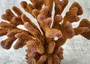 Rose/Dark Yellow FAKE Cauliflower Coral - Pocillopora Eydouxi - (1 FAUX Coral approx. 12x9x8 inches) Copyright 2022 SeaShellSupply.com.
