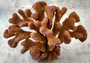 Rose/Dark Yellow FAKE Cauliflower Coral - Pocillopora Eydouxi - (1 FAUX Coral approx. 12x9x8 inches) Copyright 2022 SeaShellSupply.com.