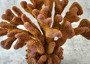 Rose/Dark Yellow FAKE Cauliflower Coral - Pocillopora Eydouxi - (1 FAUX Coral approx. 12Wx9Tx8D inches)